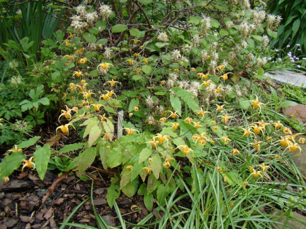 Epimedium 'Amber Queen'