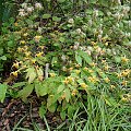 Epimedium 'Amber Queen'