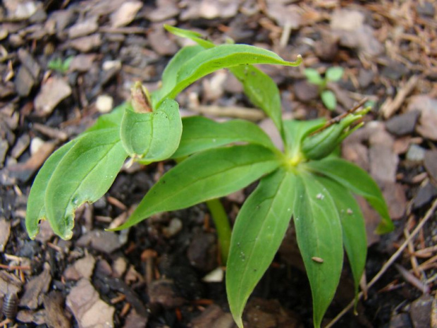 Paris polyphylla