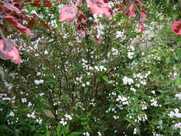 Deutzia x rosea 'Campanulata'