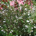 Deutzia x rosea 'Campanulata'