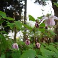 Epimedium x youngianum 'Roseum'