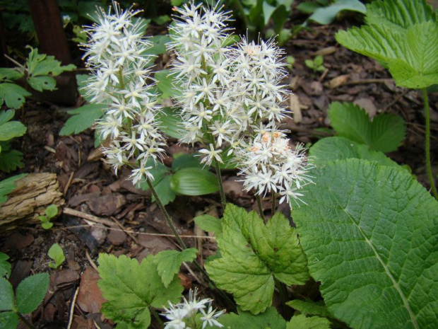 Tiarella cordifolia