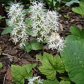 Tiarella cordifolia