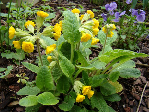 Primula veris 'Katy McSparron'