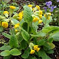 Primula veris 'Katy McSparron'