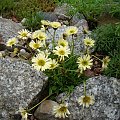 Erigeron 'Canary Bird'