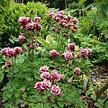 Aquilegia vulgaris 'Winky Double Red-White'