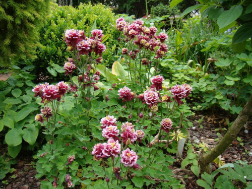 Aquilegia vulgaris 'Winky Double Red-White'