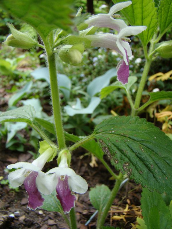 Melittis melissophyllum