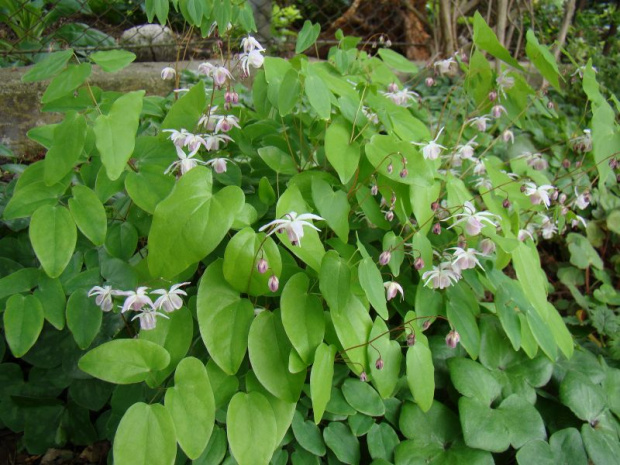 Epimedium x youngianum 'Roseum'