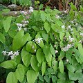 Epimedium x youngianum 'Roseum'