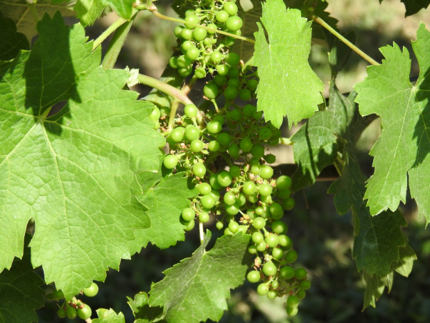 Cabernet Franc