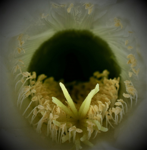 szczegóły kwiatu kaktusa - środek