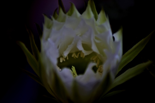 Echinopsis Eyriesa