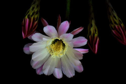Echinopsis Eyriesa - RÓŻOWY