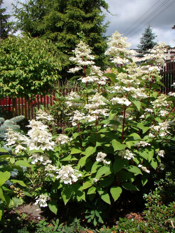 Hydrangea paniculata 'Wim's Red'