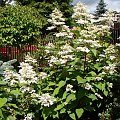 Hydrangea paniculata 'Wim's Red'