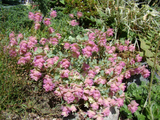 Origanum 'Kent Beauty'