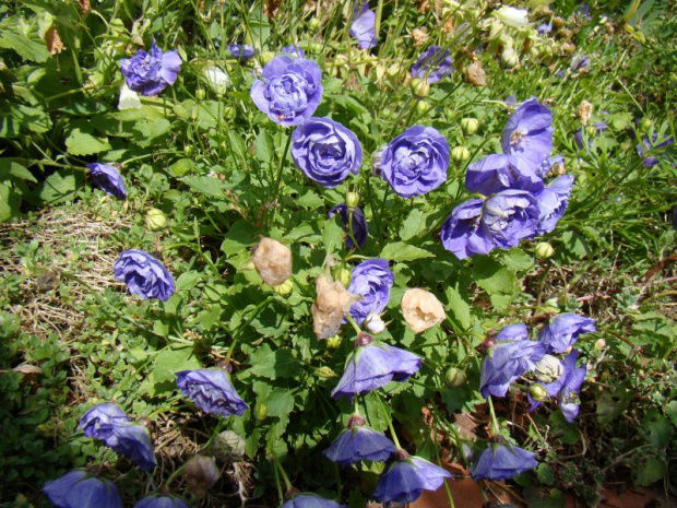 Campanula carpatica 'Thor Pedo'