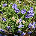 Campanula carpatica 'Thor Pedo'