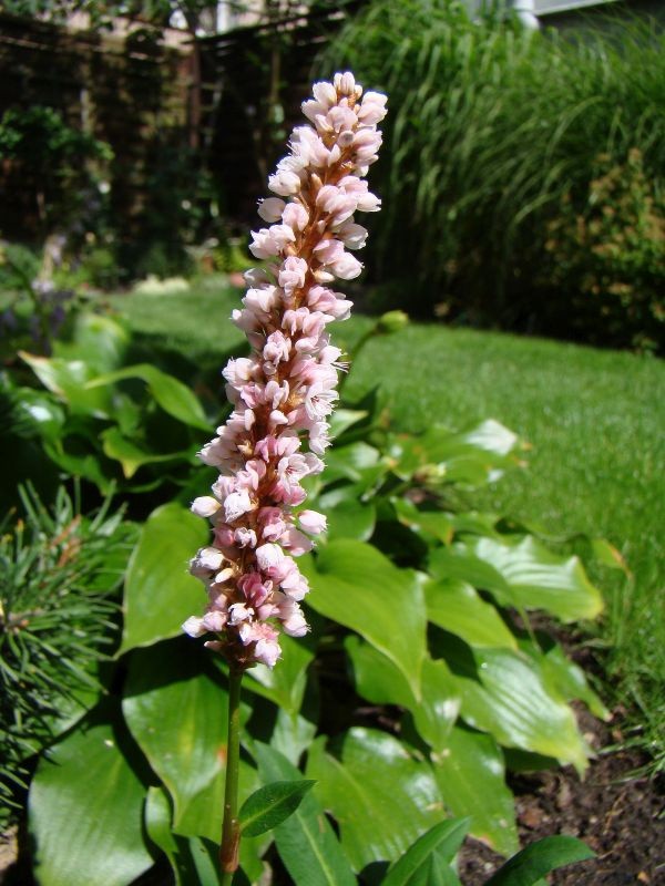 Polygonum affine 'Donald Lowndes'