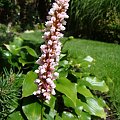 Polygonum affine 'Donald Lowndes'