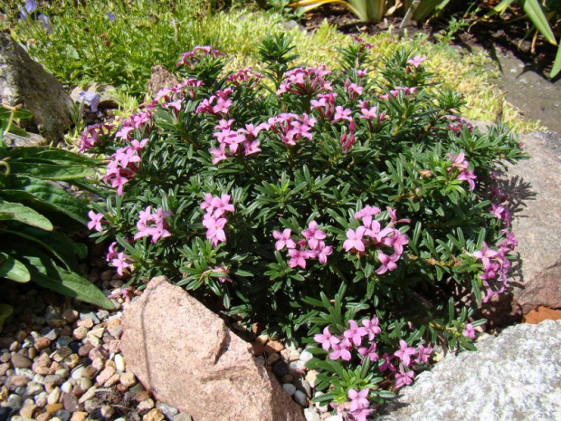 Daphne x schlyteri 'Bile Policany'