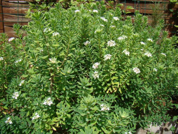 Daphne x burkwoodii 'Astrid'