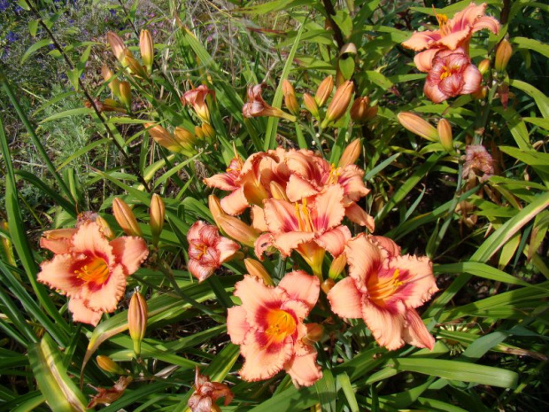 Hemerocallis 'Strawberry Candy'