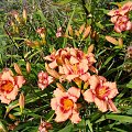 Hemerocallis 'Strawberry Candy'