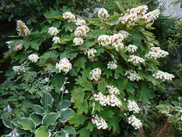 Hydrangea quercifolia