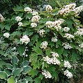 Hydrangea quercifolia