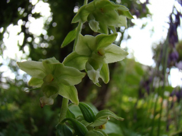 Epipactis helleborine