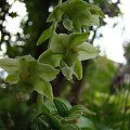 Epipactis helleborine