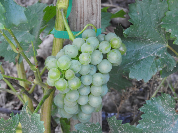 Sauvignon Kretos