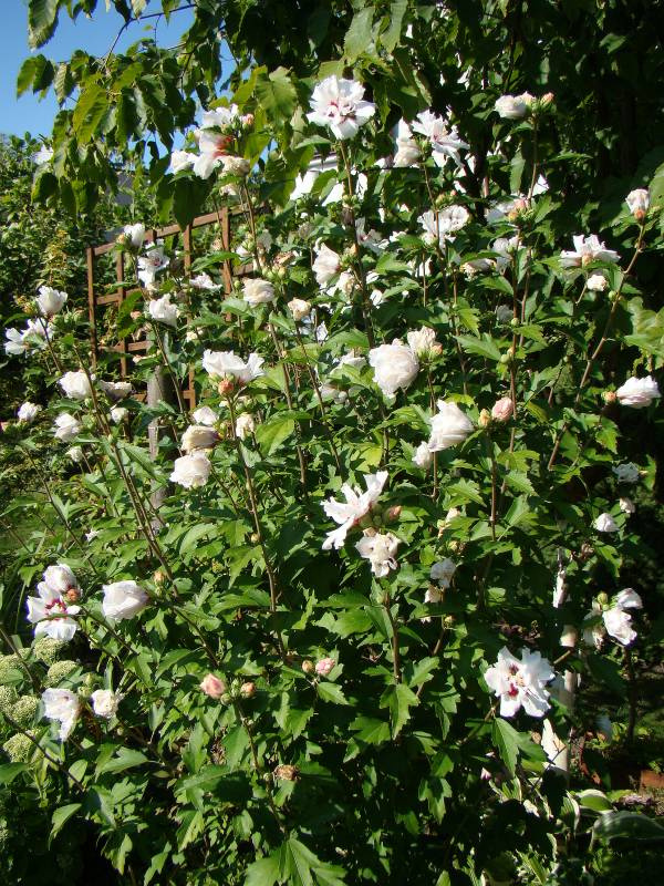 Hibiscus syriacus 'Speciosus'