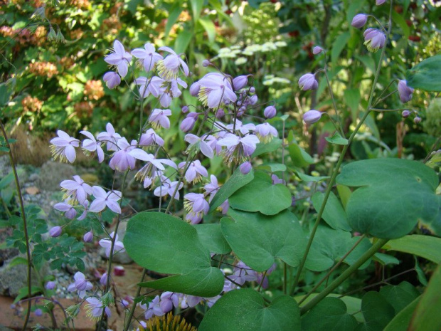 Thalictrum delavayi