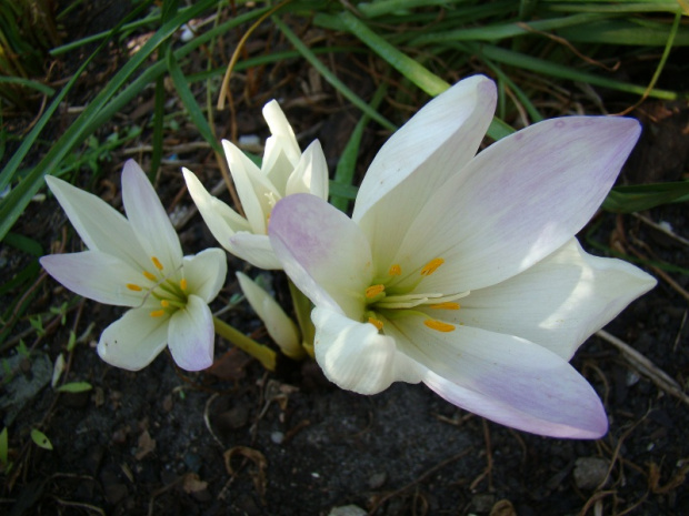 Colchicum 'Jarka'