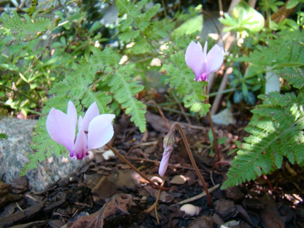 Cyclamen hederifolium