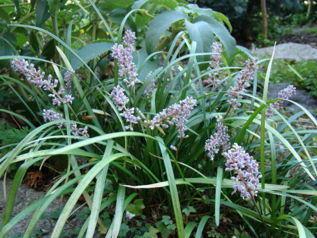 Liriope spicata