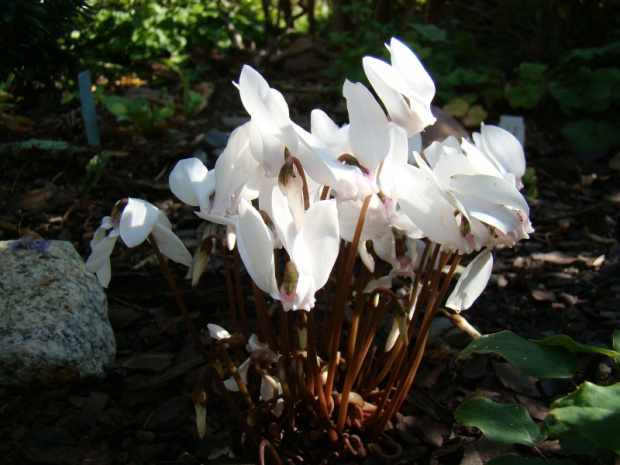 Cyclamen hederifolium