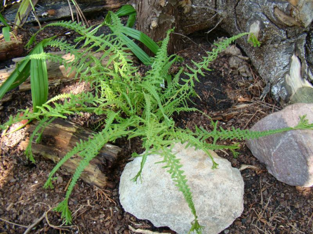 Athyrium filix-femina 'Dre's Dagger'