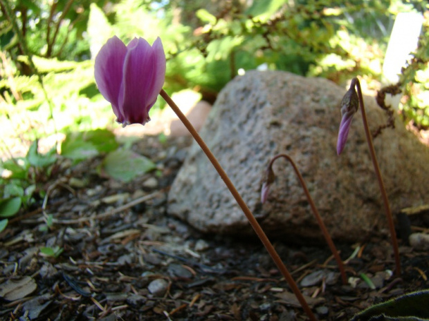 Cyclamen hederifolium