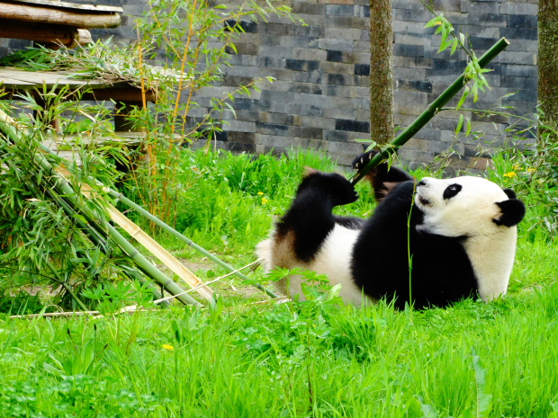 "Leuke Panda's" - Ouwenhands Dieren Park NL