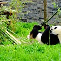 "Leuke Panda's" - Ouwenhands Dieren Park NL