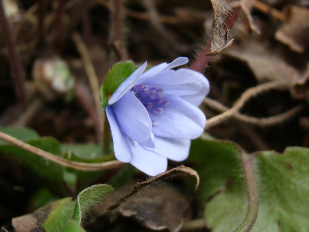 Hepatica transsylvanica