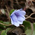 Hepatica transsylvanica