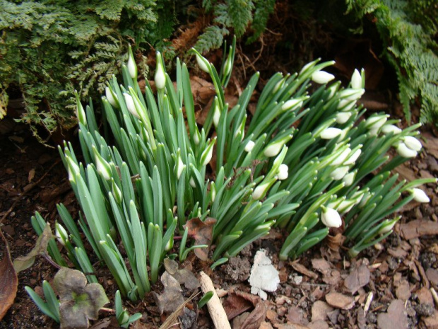 Galanthus nivalis 'Flore Pleno'