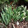 Galanthus nivalis 'Flore Pleno'